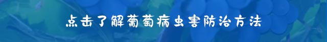 点击了解葡萄病虫害防治方法