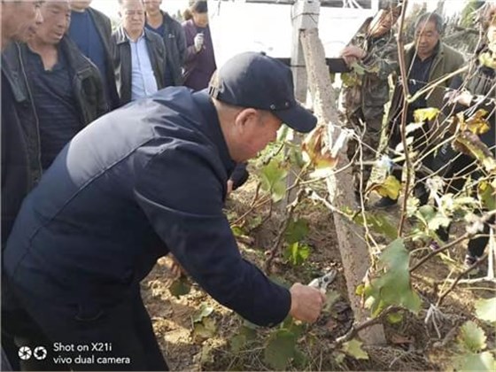 葡萄健康栽培联盟