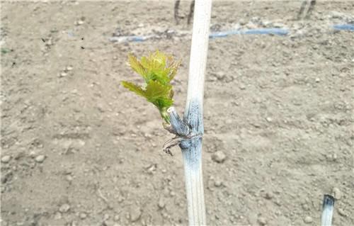 葡萄白腐病芽眼