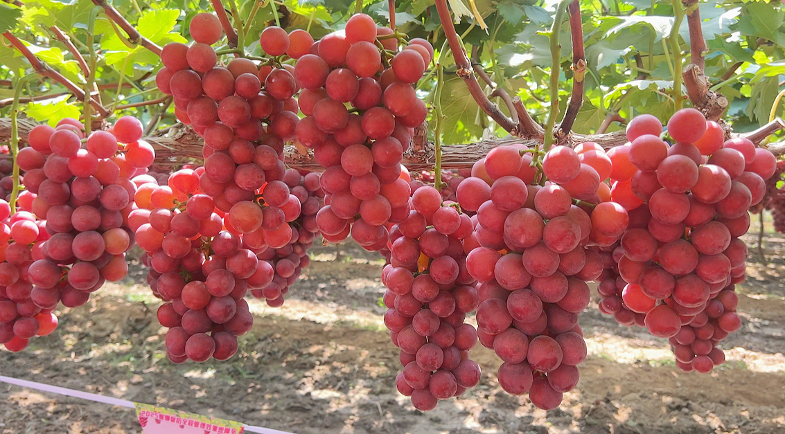 北农华 妮娜皇后