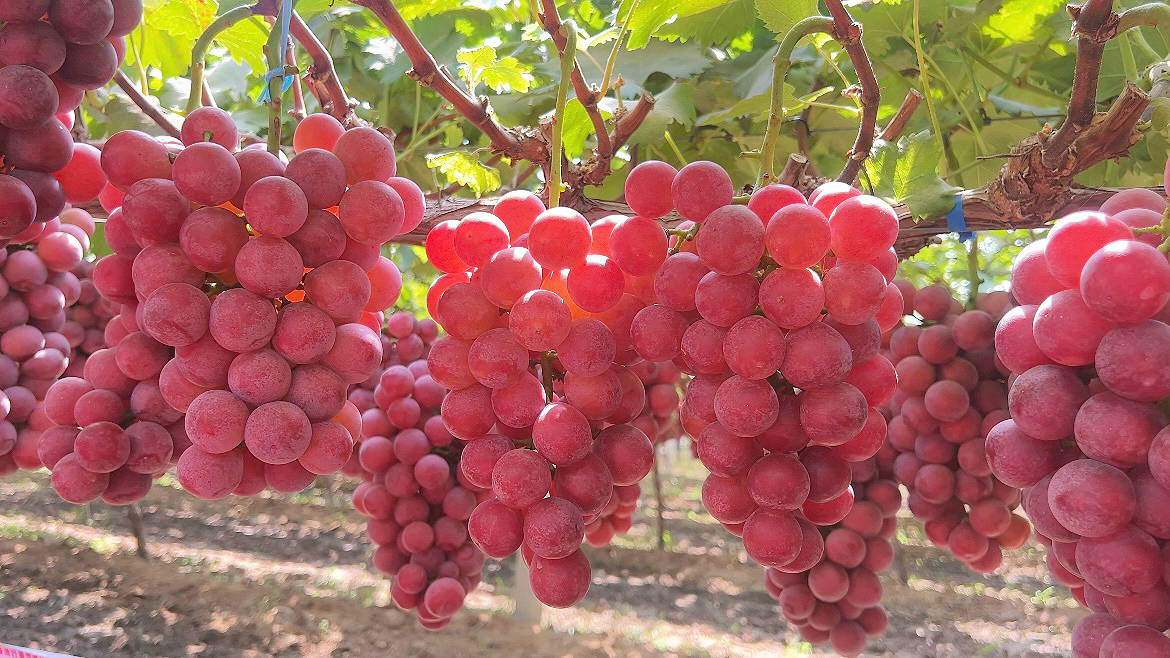 北农华 妮娜皇后