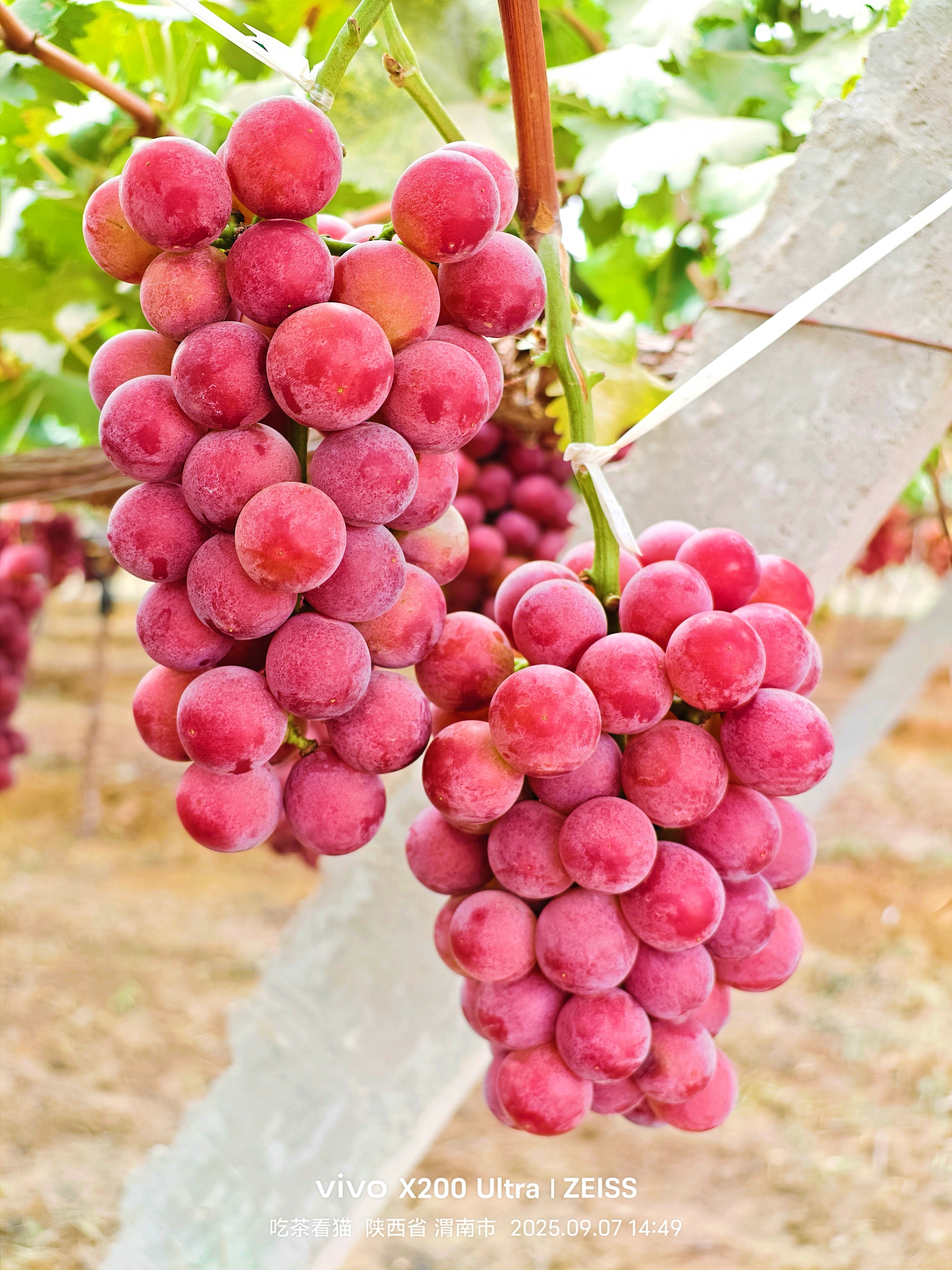 北农华 妮娜皇后