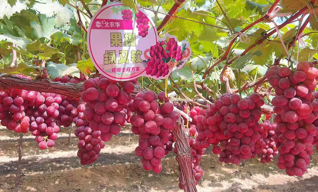 北农华妮娜皇后